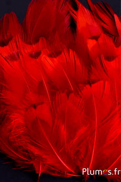 Faisan de Colchide - blanchi - 5-11 cm - rouge